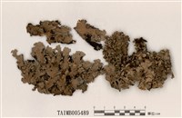 藏品(雞冠裸緣梅衣)的圖片